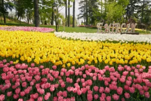 Vibrant pink, yellow, and white tulips at the Emirgan Park Tulip Festival in Istanbul.
