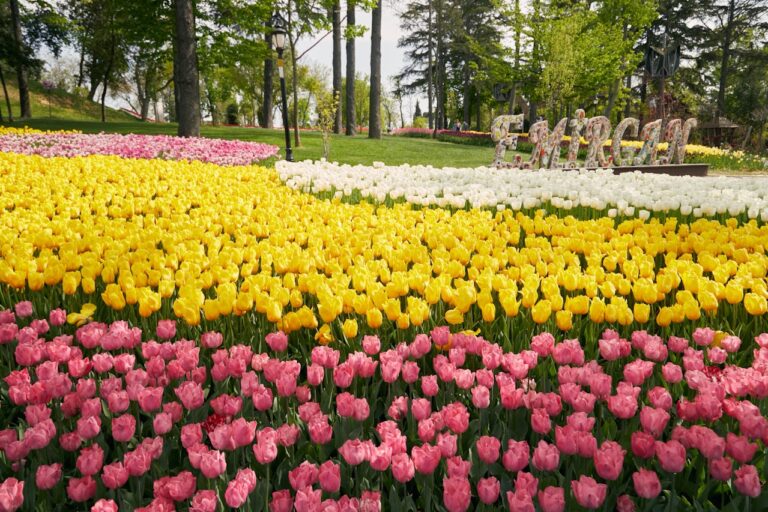 Vibrant pink, yellow, and white tulips at the Emirgan Park Tulip Festival in Istanbul.