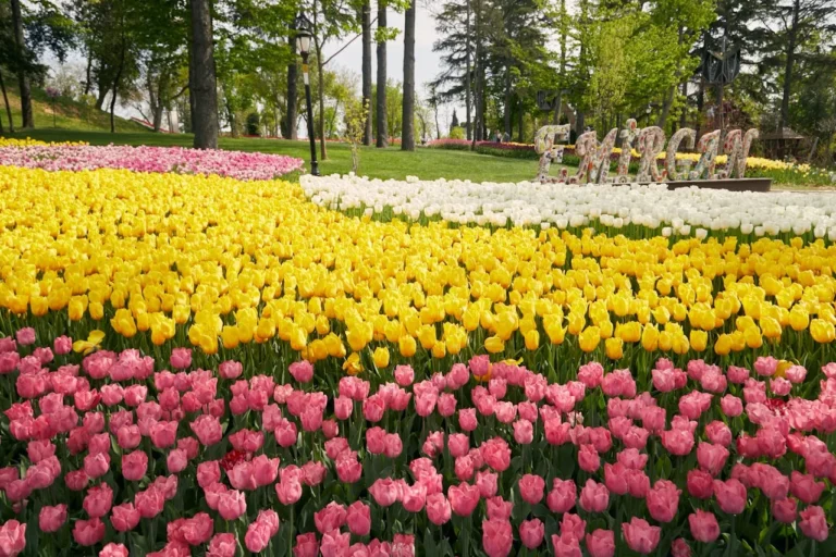 Vibrant pink, yellow, and white tulips at the Emirgan Park Tulip Festival in Istanbul.