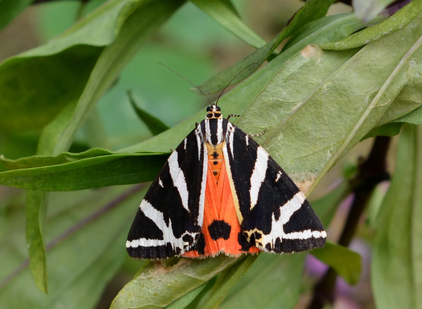 A Jersey Tiger butterfly with cream-and-brown striped forewings and orange-red hindwings, the species that gives Butterfly Valley its name
