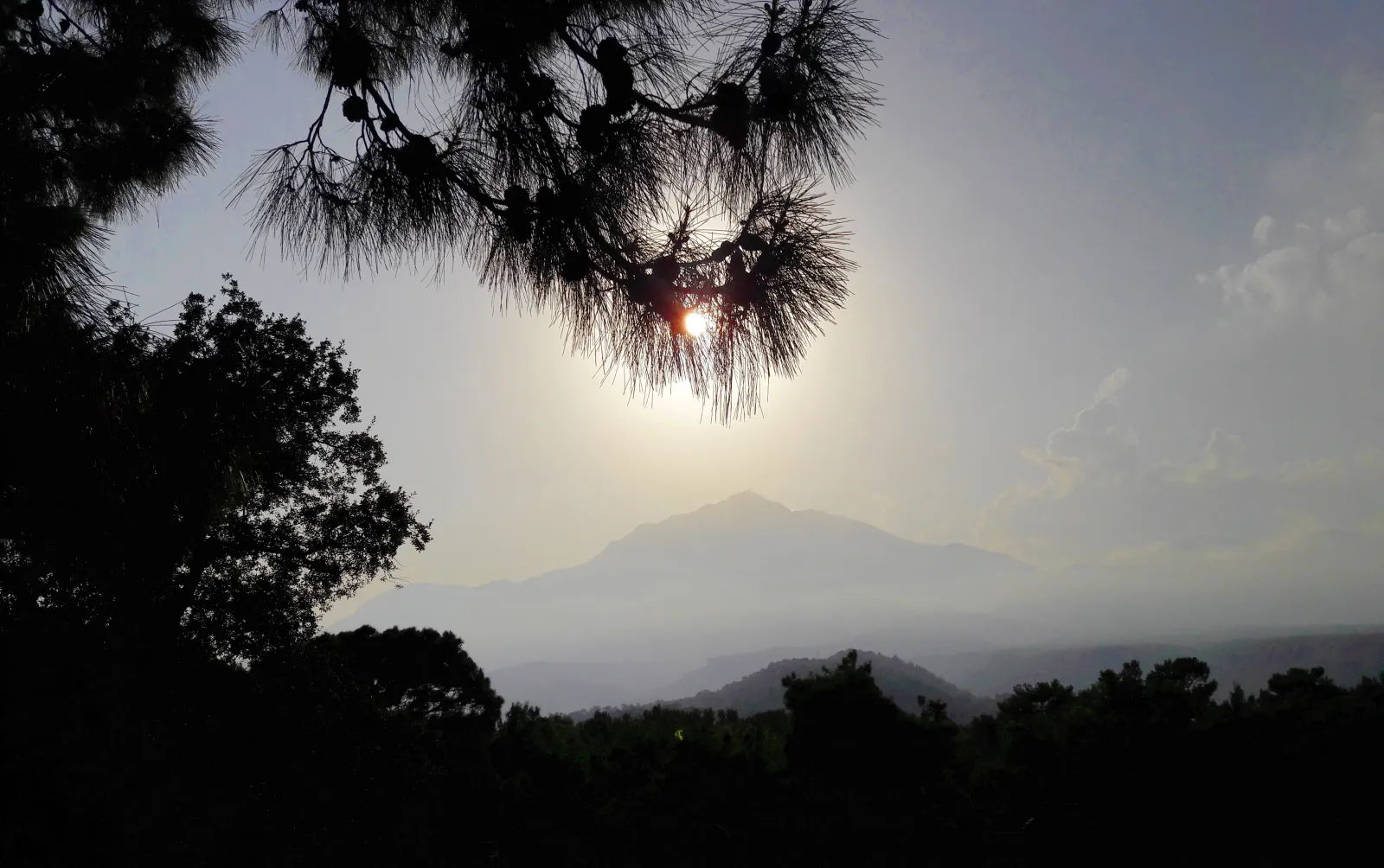 The Roman colonnaded main street of Phaselis with pine trees growing between ancient columns