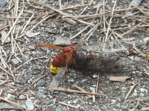 The north harbor of Phaselis with clear turquoise water, ancient stone walls, and pine-covered hills behind