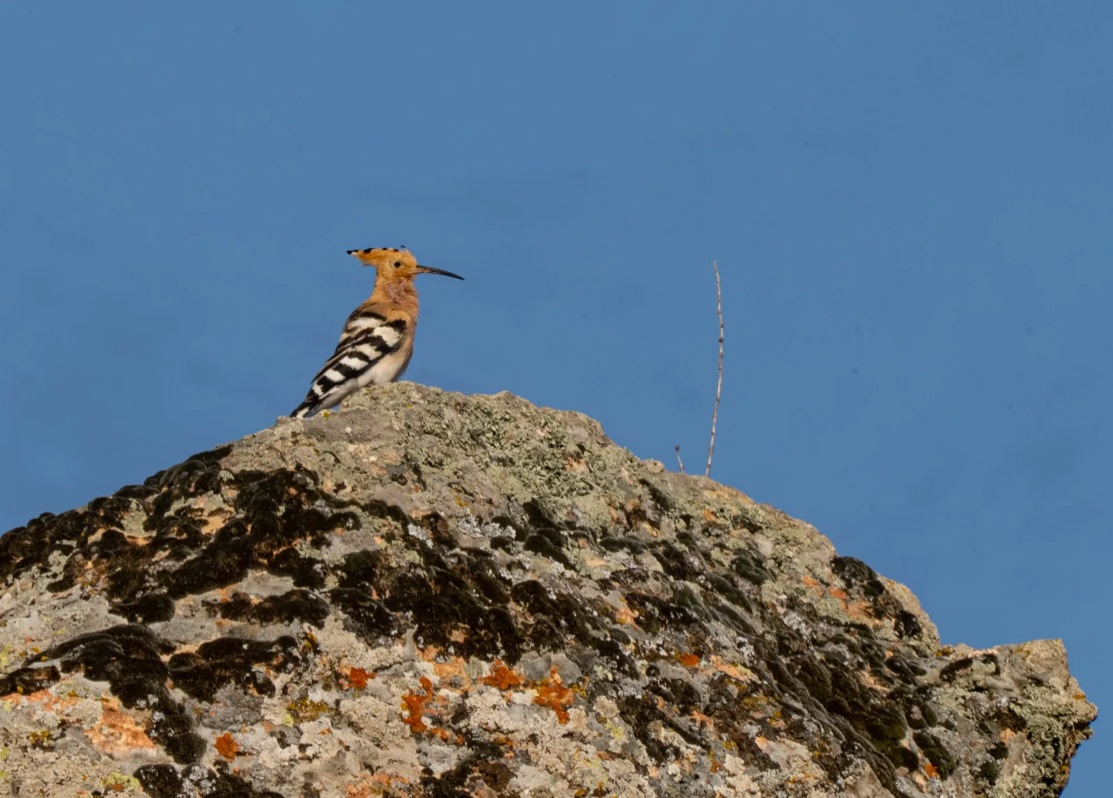 Close-up of a capped fairy chimney near Urgup with a hoopoe bird perched on the basalt cap